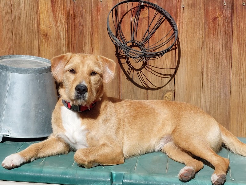 Imagen de Integradogs Valencia Educación Canina a Domicilio