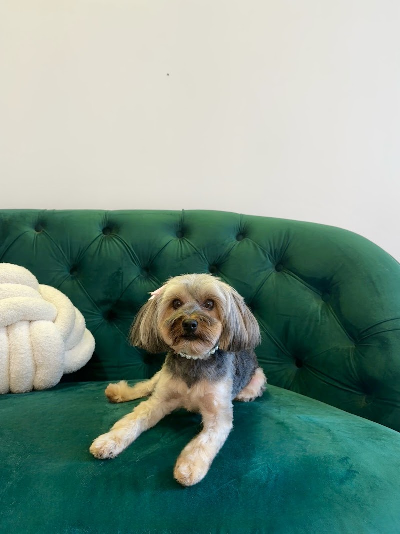 Imagen de Dogue Estilismo Canino