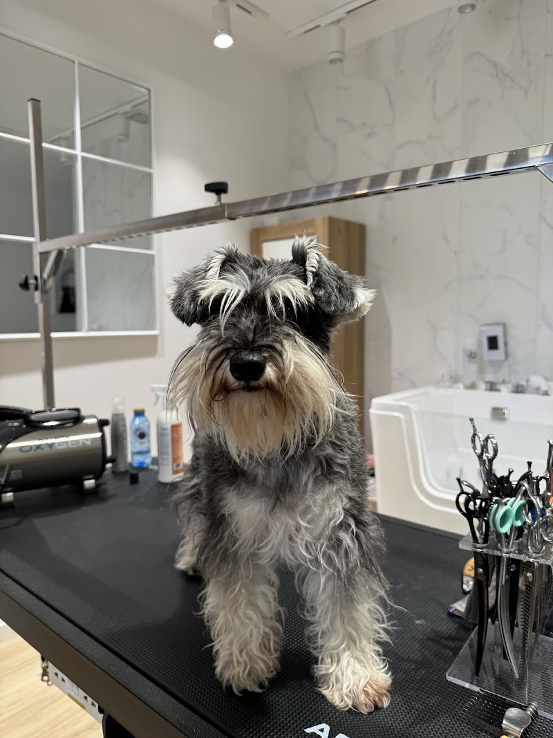 Imagen de Dogue Estilismo Canino