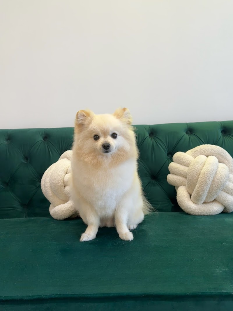 Imagen de Dogue Estilismo Canino