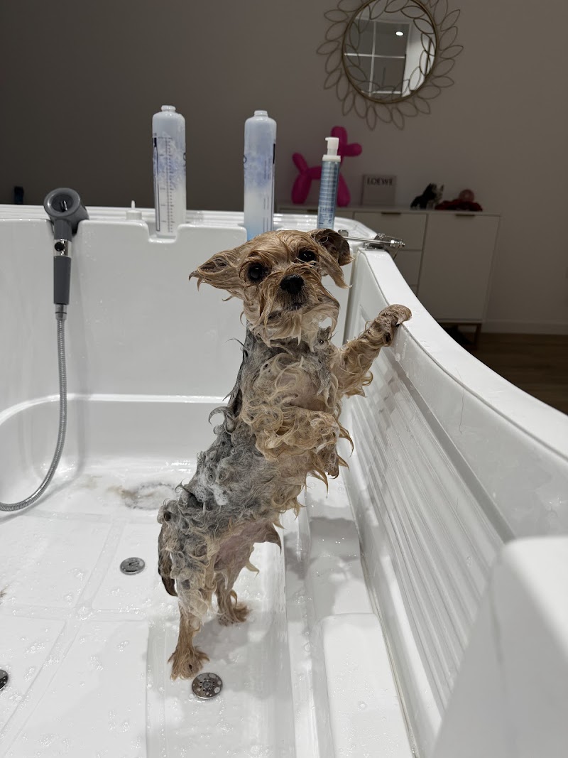 Imagen de Dogue Estilismo Canino