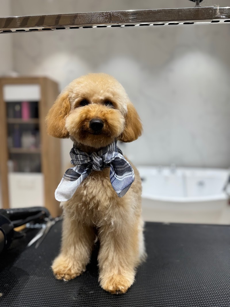 Imagen de Dogue Estilismo Canino