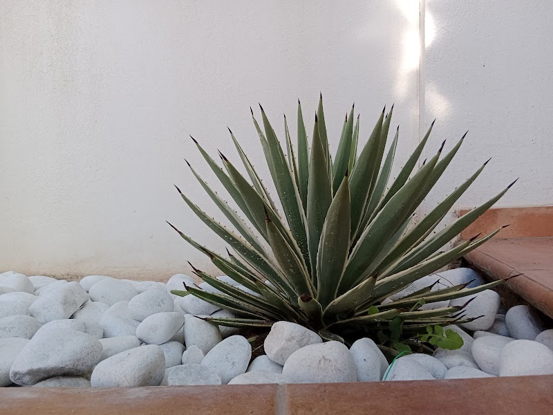 Imagen de Paisajismo en Valencia | Apical Jardín