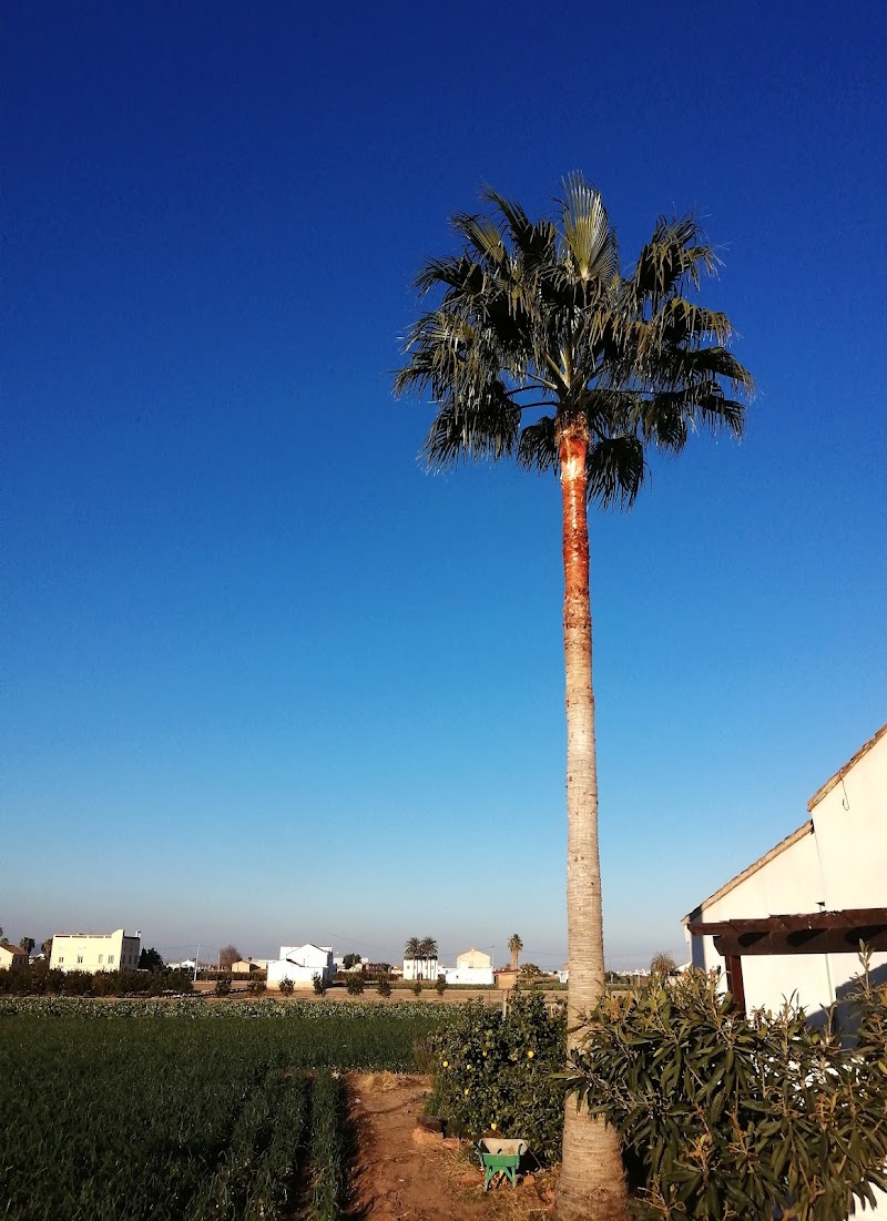Imagen de Paisajismo en Valencia | Apical Jardín