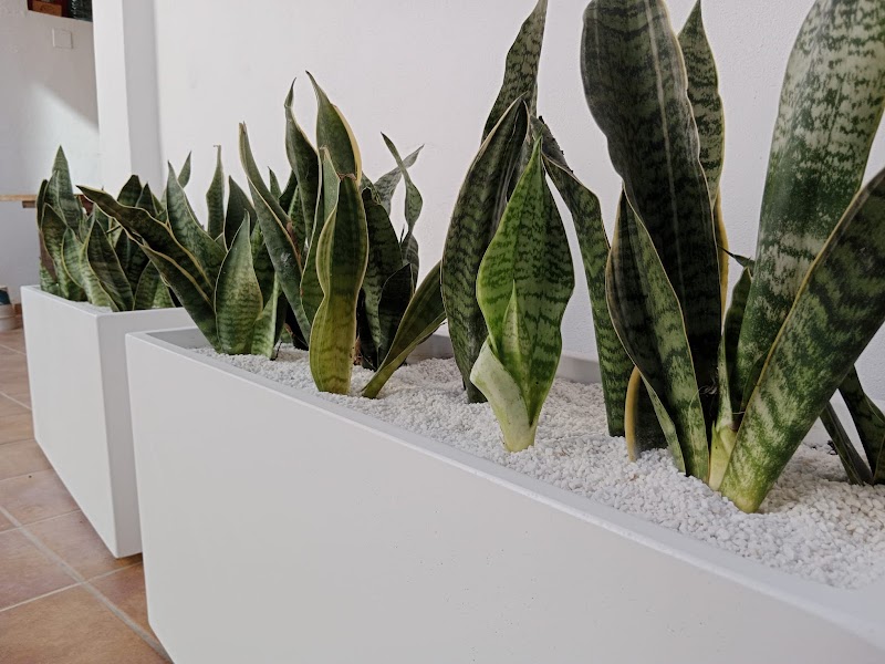 Imagen de Paisajismo en Valencia | Apical Jardín