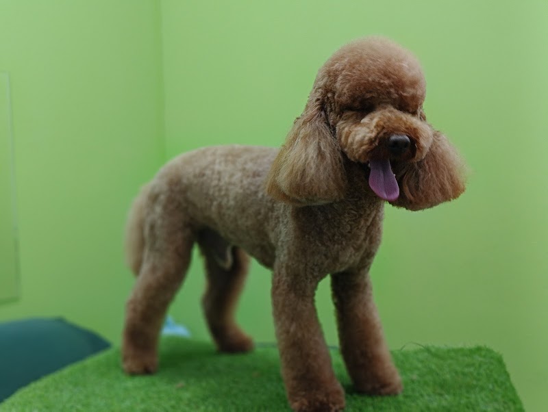 Imagen de Lobers Peluqueria Canina y Alimentación Natural