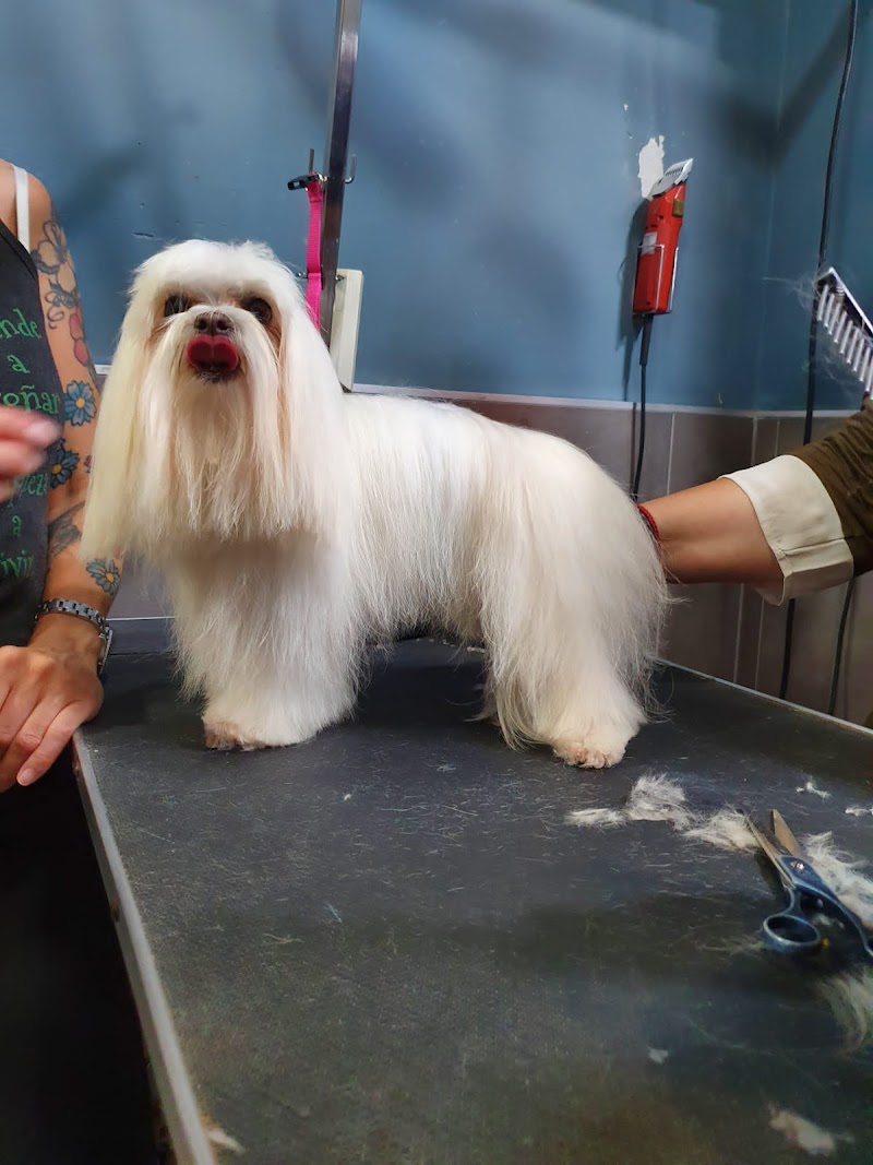 Imagen de Kuentacolas