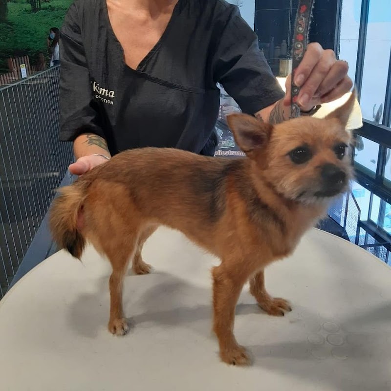 Imagen de Kuentacolas