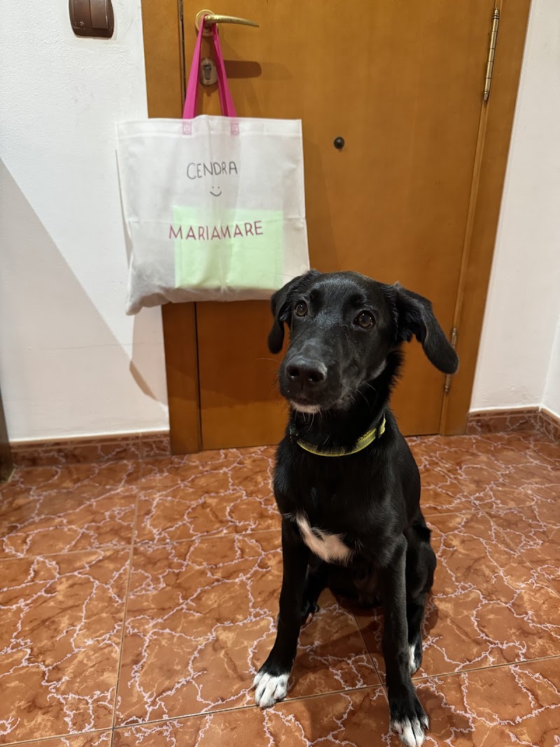 Imagen de Espaican Centro Canino Valencia