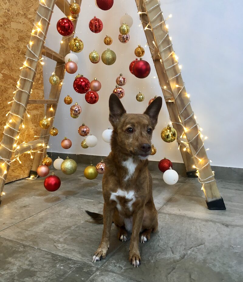 Imagen de Alma Animal Peluquería Canina