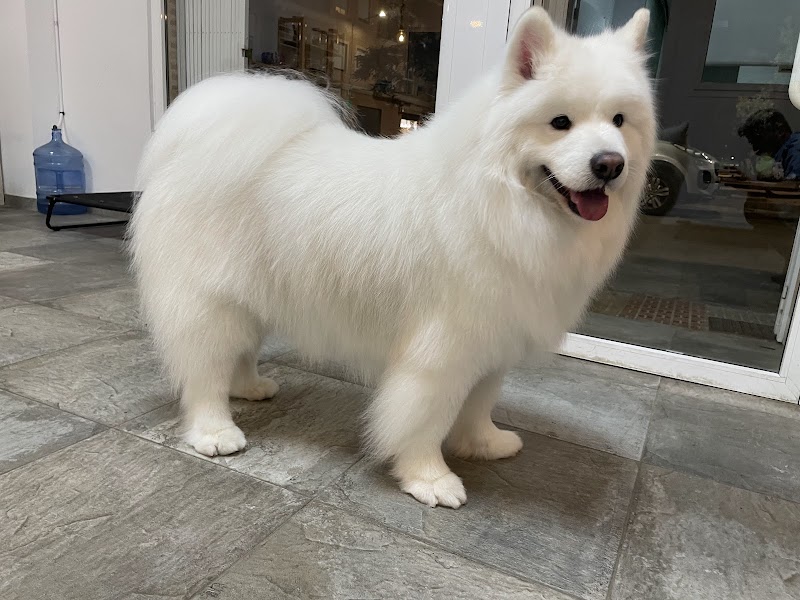 Imagen de Alma Animal Peluquería Canina
