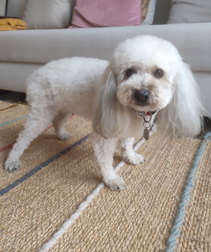 Imagen de Alma Animal Peluquería Canina