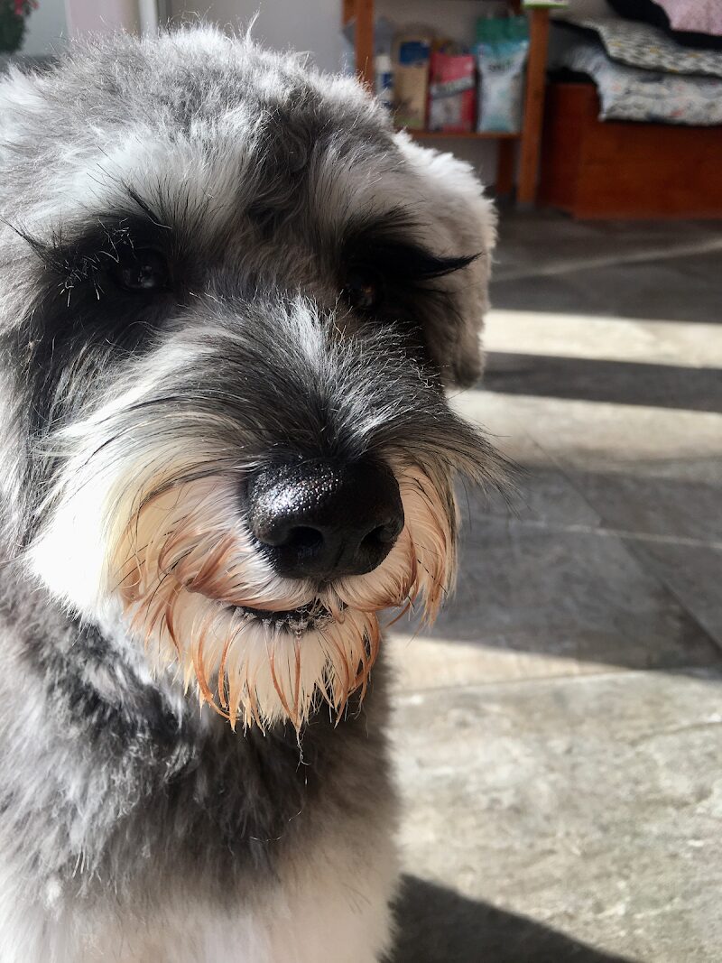 Imagen de Alma Animal Peluquería Canina