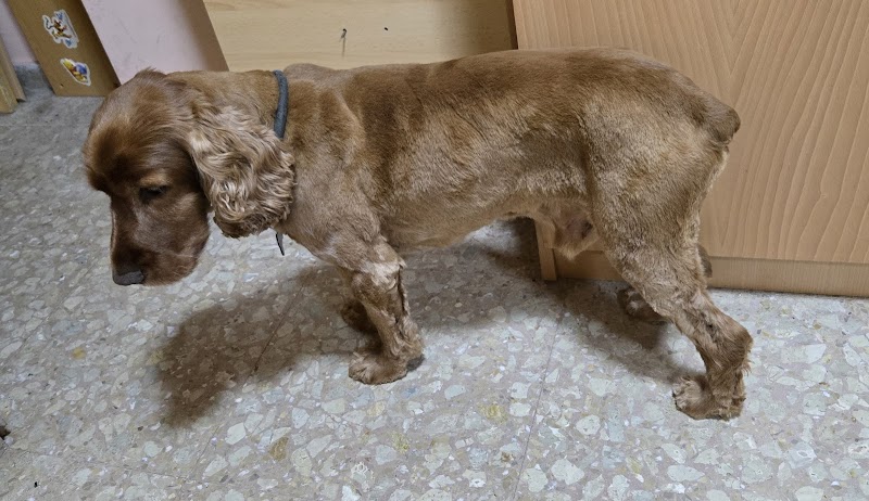 Imagen de Bencreguts · Peluquería Canina