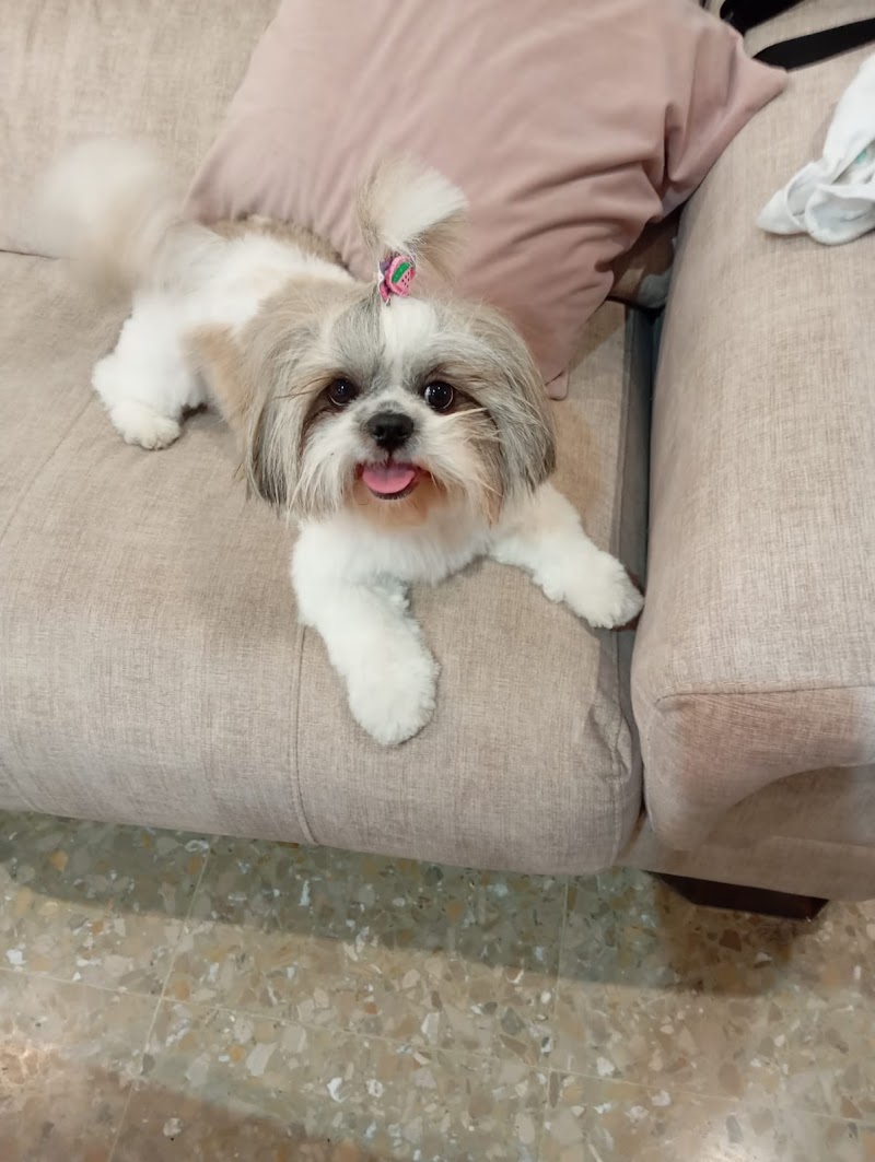 Imagen de Bencreguts · Peluquería Canina