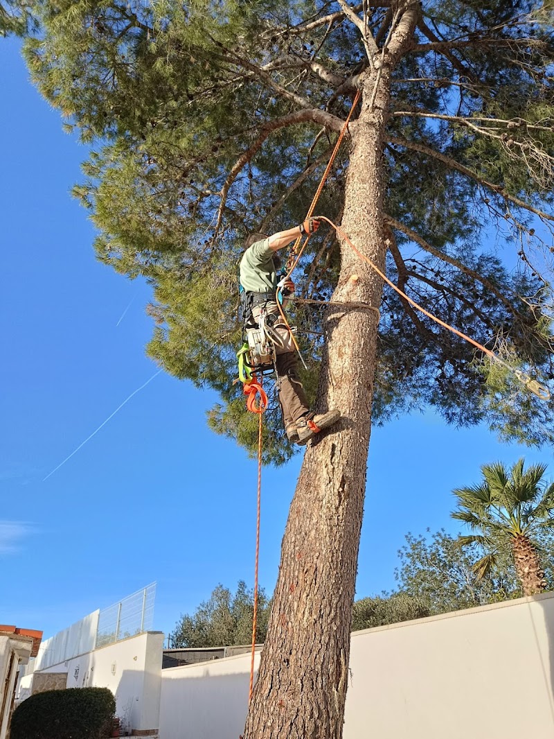 Imagen de negocio en Paisajismo en Provincia de Valencia