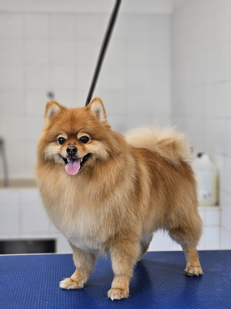 Imagen de Peluquería Canina y Felina – Asgard.