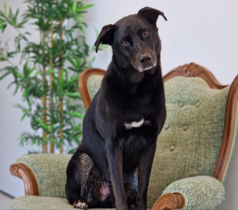 Imagen de Peluquería Canina y Felina – Asgard.
