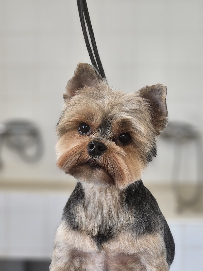 Imagen de Peluquería Canina y Felina – Asgard.