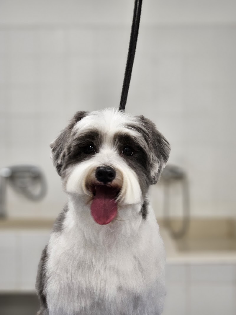 Imagen de Peluquería Canina y Felina – Asgard.