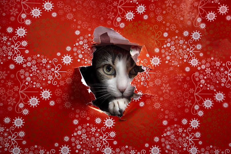 Imagen de Más Que Huellas Fotografía