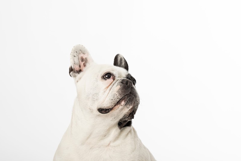 Imagen de Más Que Huellas Fotografía