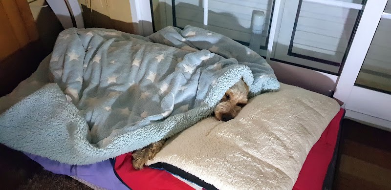 Imagen de Mascoteam (nuevo Lobers)