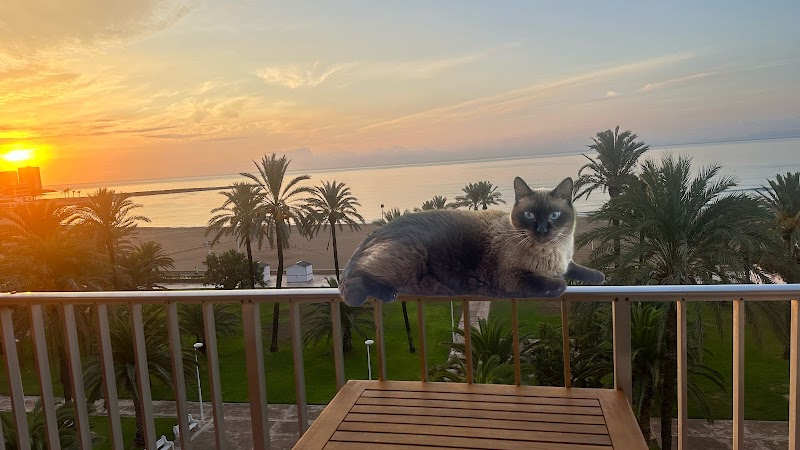 Imagen de Clinica Veterinaria el Faro de Cullera – Urgencias