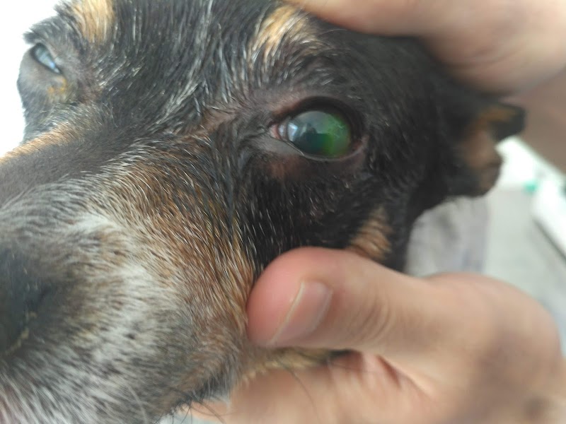 Imagen de Clinica Veterinaria el Faro de Cullera – Urgencias