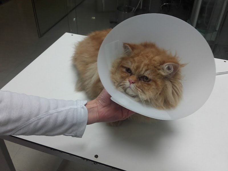 Imagen de Clinica Veterinaria el Faro de Cullera – Urgencias