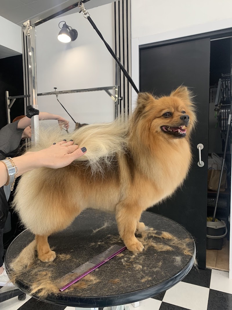 Imagen de King Pet Spa