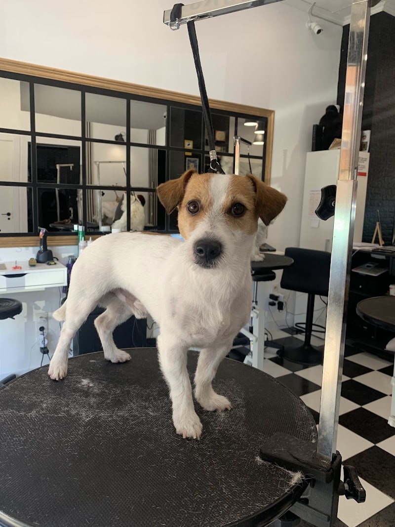 Imagen de King Pet Spa