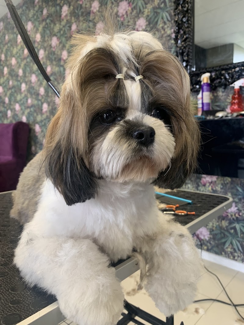 Imagen de King Pet Spa