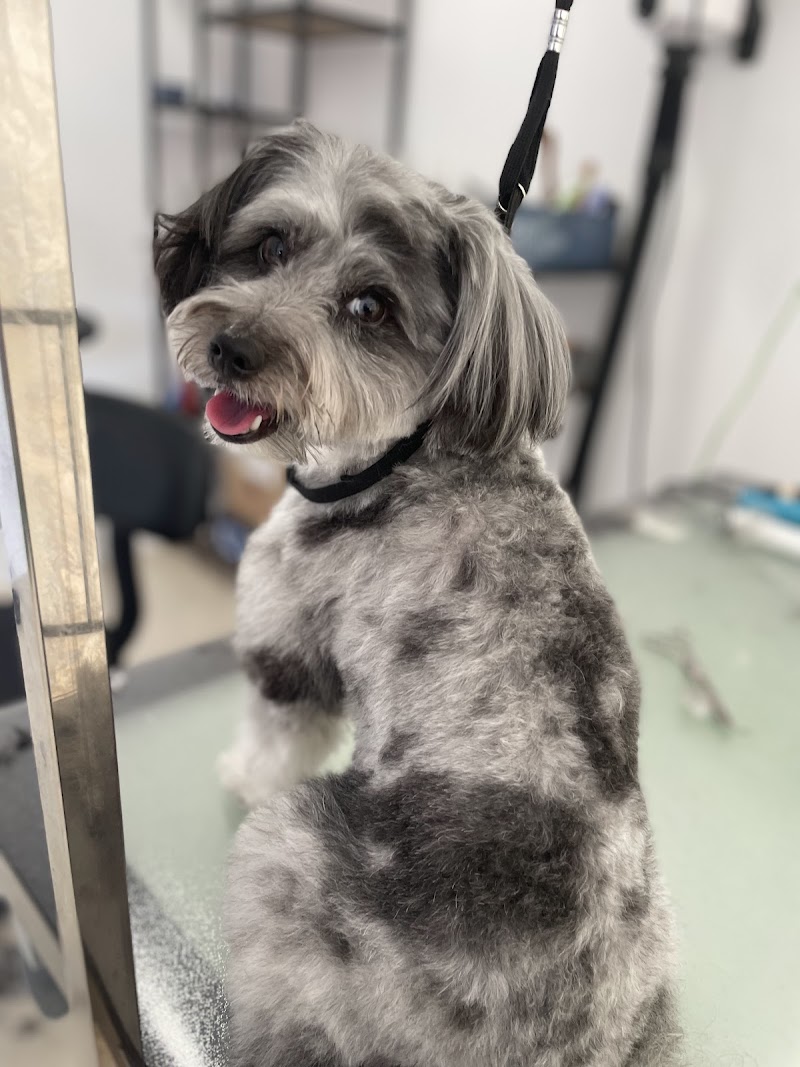 Imagen de King Pet Spa