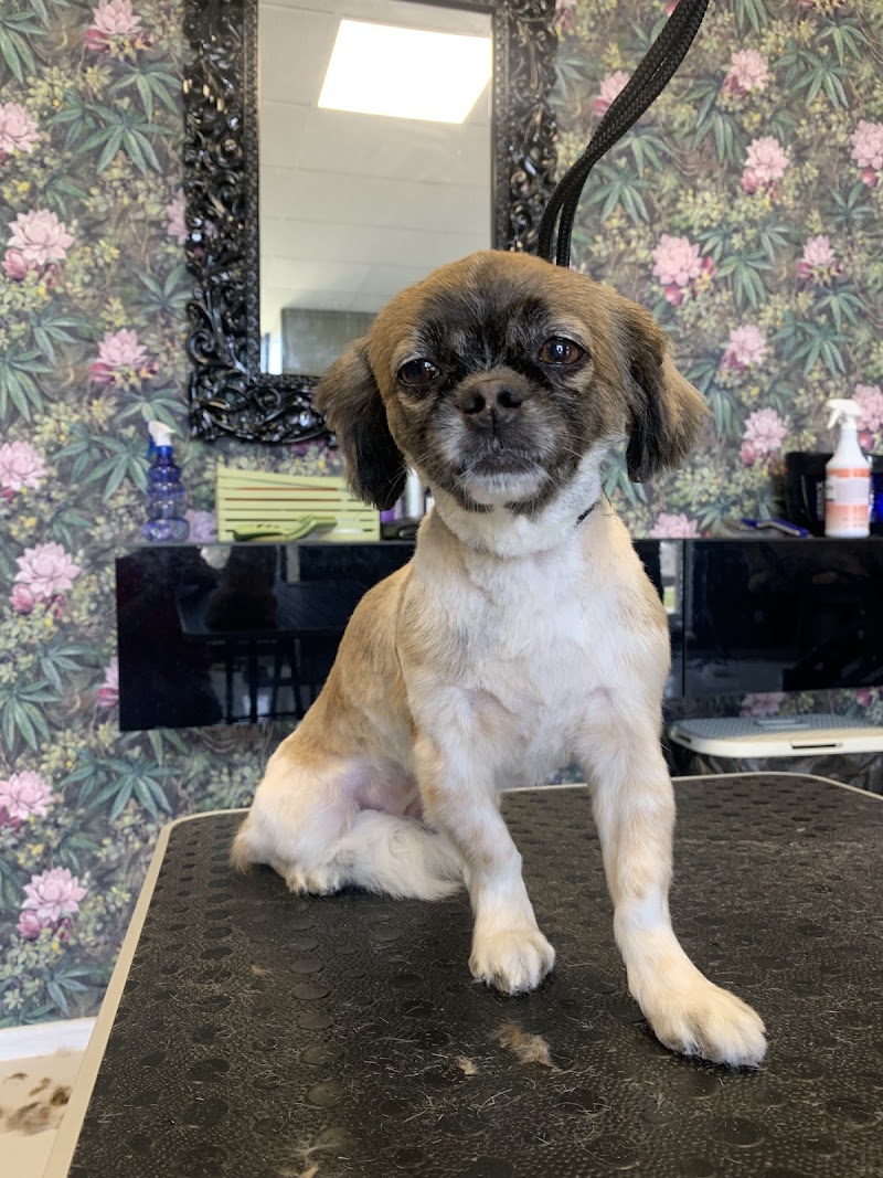 Imagen de King Pet Spa