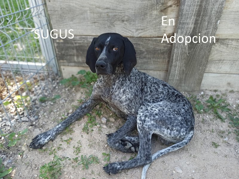 Imagen de Apac – Asociacion de Animales de el Campello