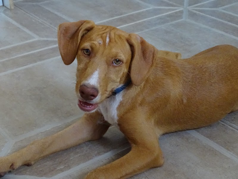 Imagen de Apac – Asociacion de Animales de el Campello