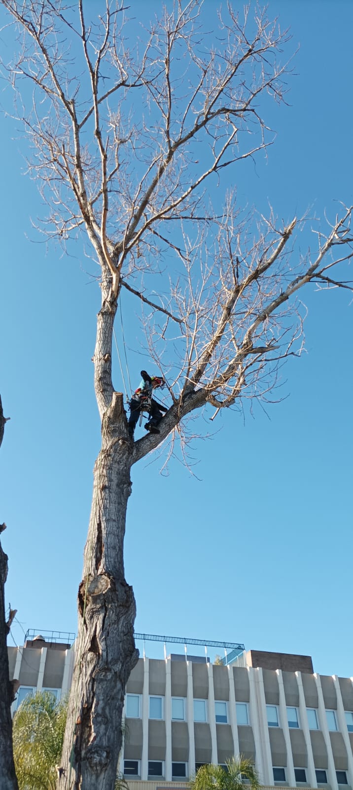 Imagen de Jardineria Miguel