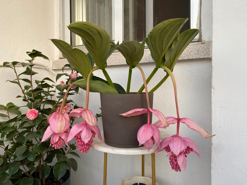 Imagen de Jardineria Miguel