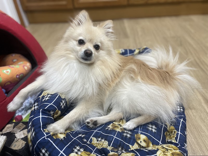 Imagen de negocio en Peluquería canina y felina en Alberique