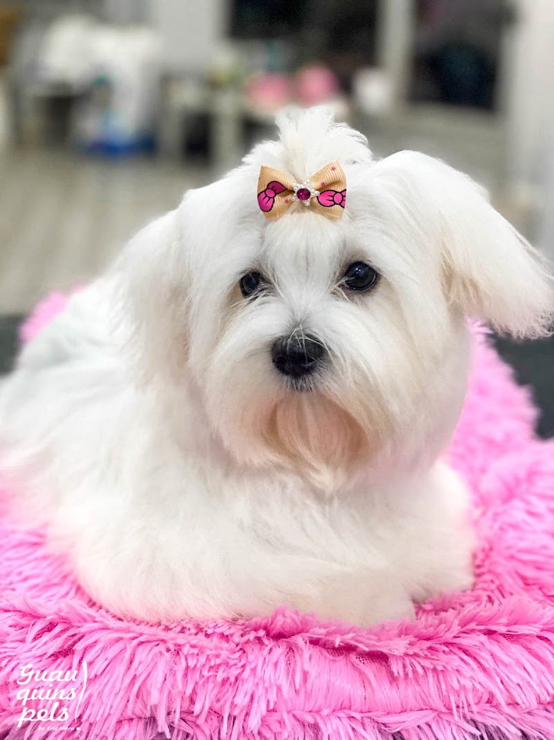 Imagen de negocio en Peluquería canina y felina en Alberique