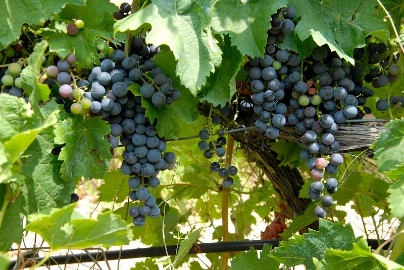 Imagen de Bodegas Enguera – Entreviñedos