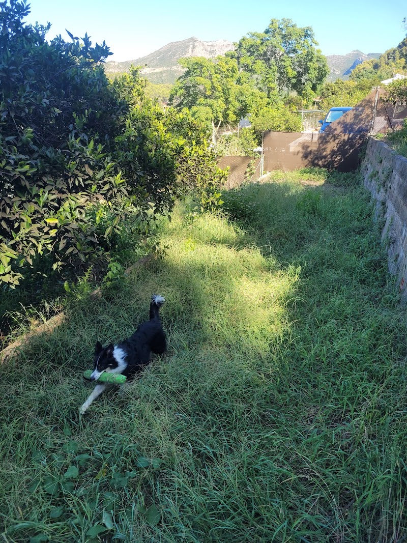 Imagen de Cuido a Tu Perrete!