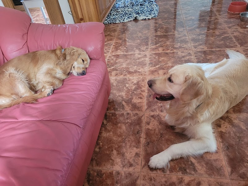 Imagen de Cuido a Tu Perrete!