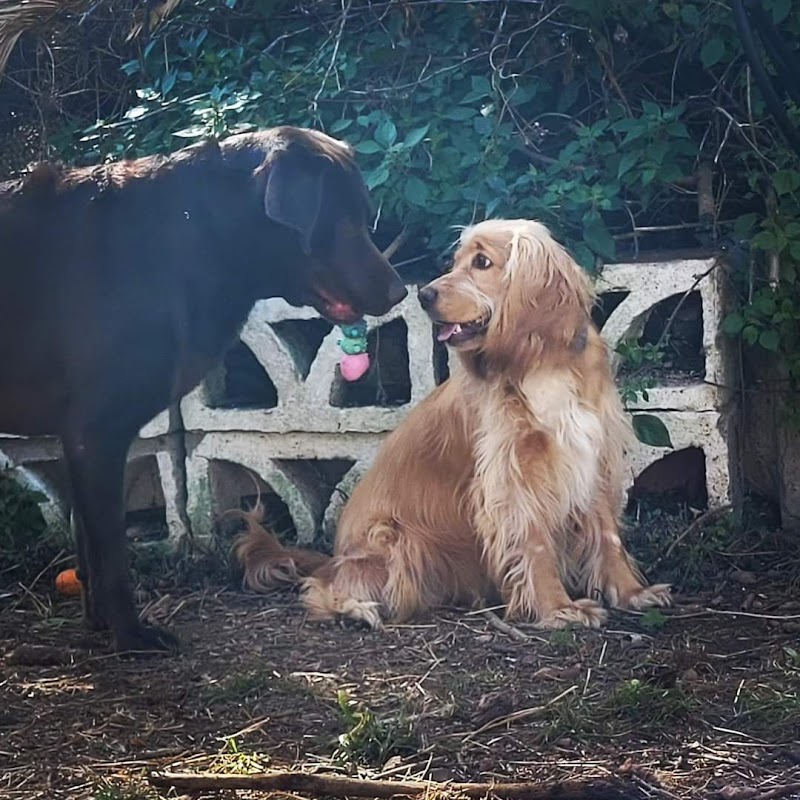 Imagen de Cuido a Tu Perrete!