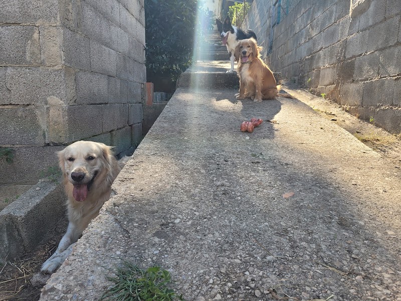 Imagen de Cuido a Tu Perrete!