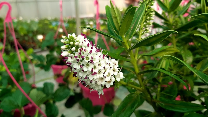 Imagen de Viveros Plantiplus