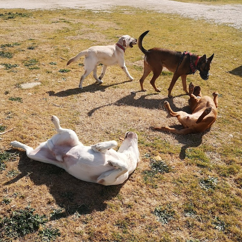 Imagen de negocio en Adiestramiento de mascotas en La Pobla del Duc