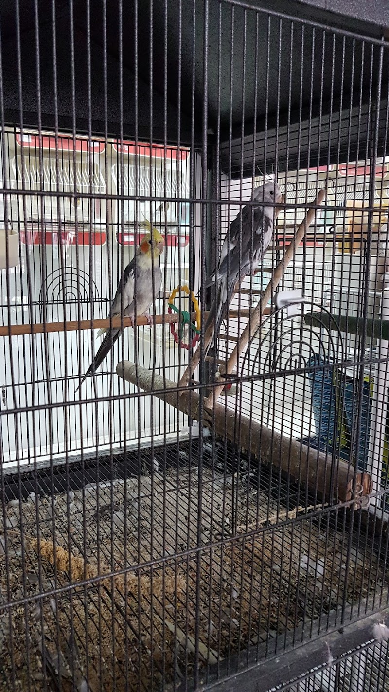 Imagen de Don Perico