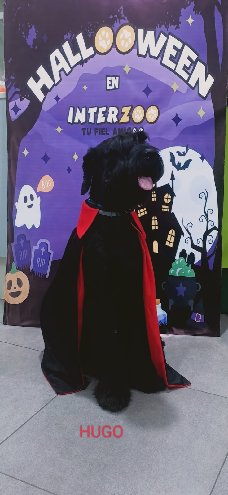 Imagen de Interzoo Alzira ð¶ð±ð­ Peluquería Canina | Productos para Mascotas | Comprar Pienso para Perros y Gatos